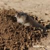 Mole Vole - Ellobius talpinus